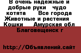 В очень надежные и добрые руки - чудо - котята!!! - Все города Животные и растения » Кошки   . Амурская обл.,Благовещенск г.